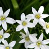 Oecumenische dodenherdenkingsdienst in Vlissingen witte bloemen